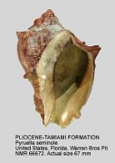 PLIOCENE-TAMIAMI FORMATION Pyruella seminole
